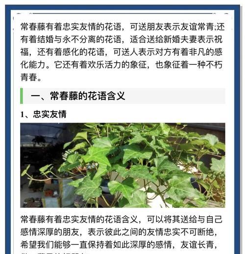 常青藤繁殖的方法与技巧（掌握关键步骤，培育您的常青藤花园）-第3张图片-绿意生活