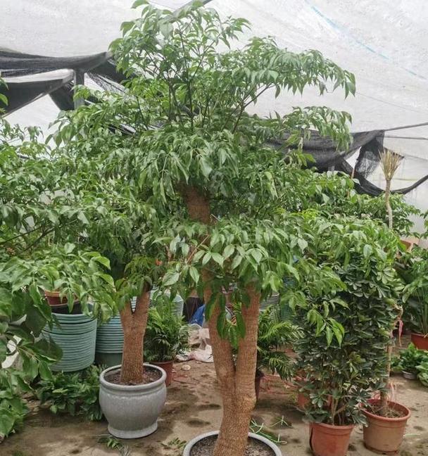 幸福树的养殖指南（打造温馨幸福的家园）-第1张图片-绿意生活