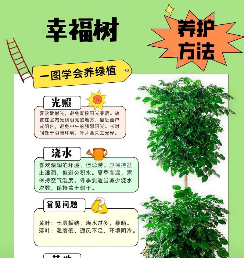 幸福树的养殖指南（打造温馨幸福的家园）-第2张图片-绿意生活