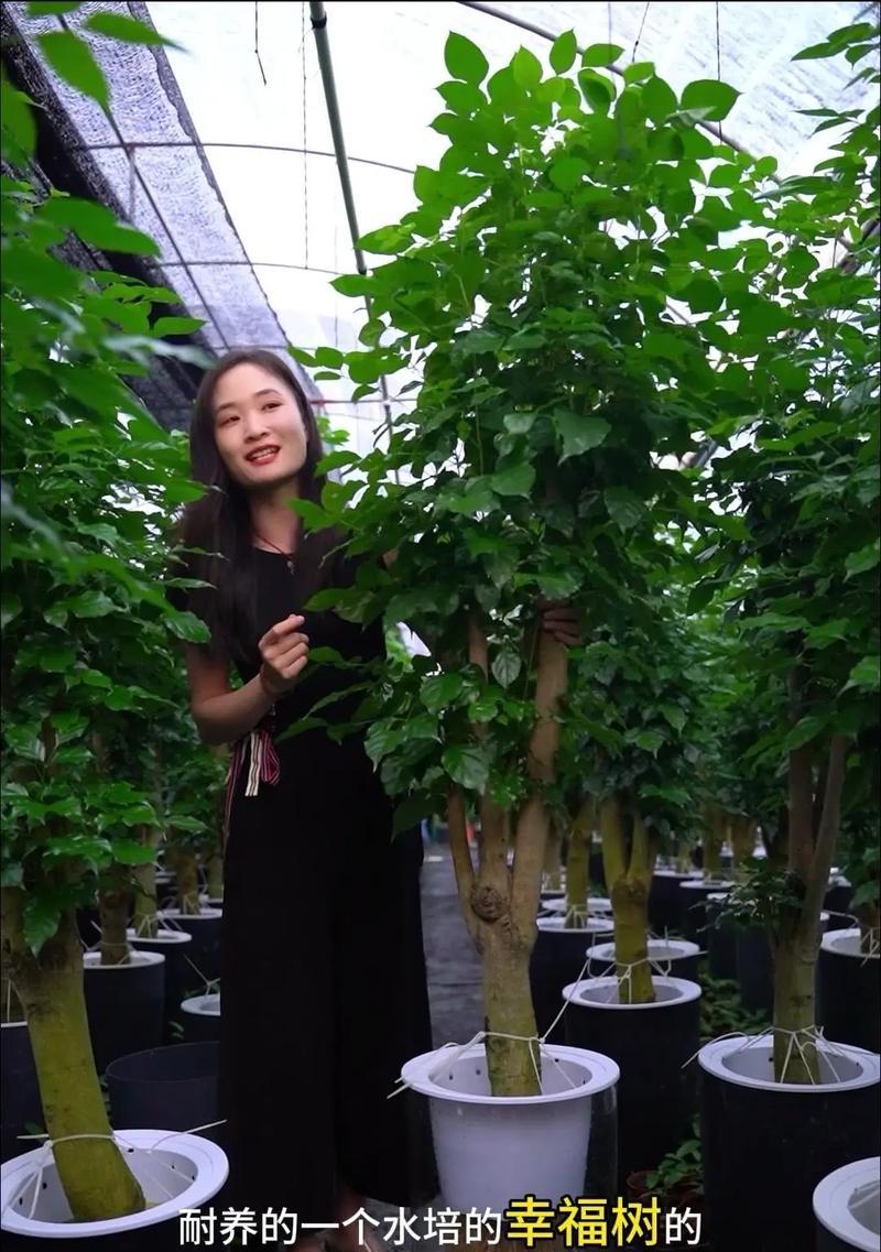 幸福树的养殖指南（打造温馨幸福的家园）-第3张图片-绿意生活