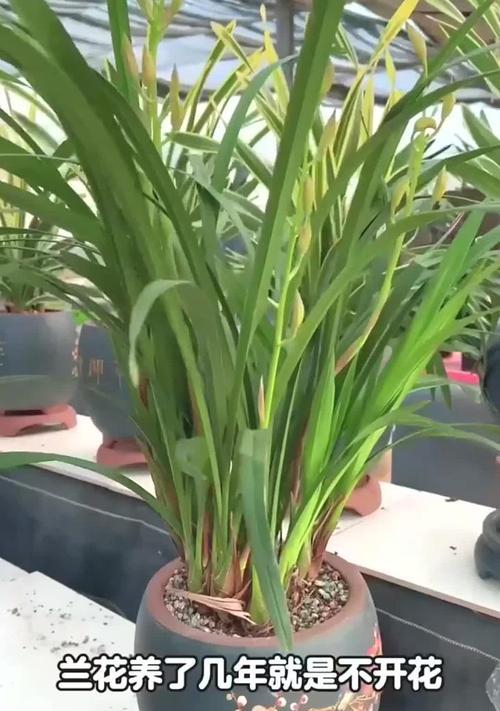 四季兰花开花后的养护方法（让你的四季兰花常年绽放）-第3张图片-绿意生活