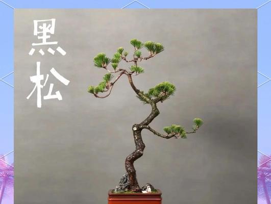 如何科学浇水黑松？（建立浇水规律，促进黑松健康生长）-第2张图片-绿意生活