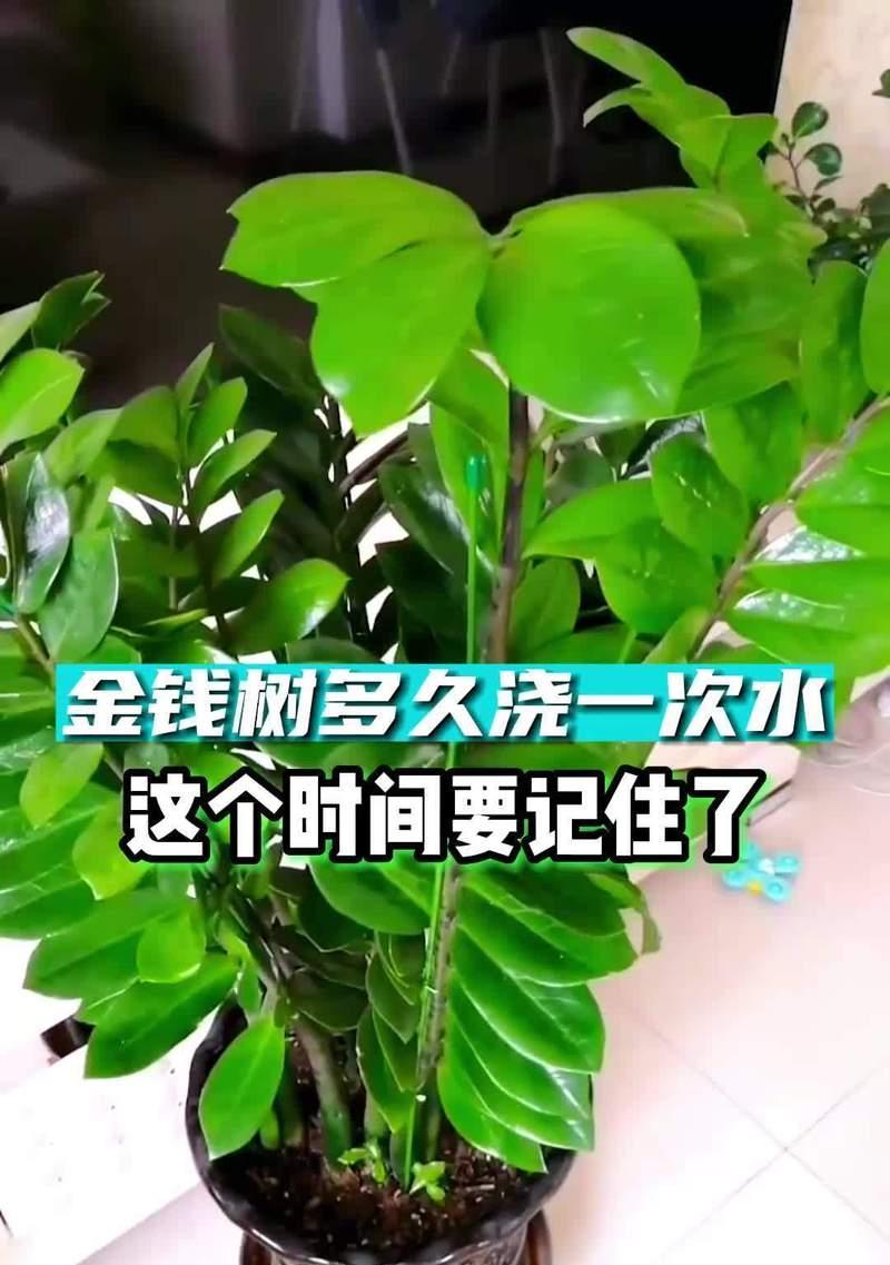 如何科学浇水黑松？（建立浇水规律，促进黑松健康生长）-第1张图片-绿意生活