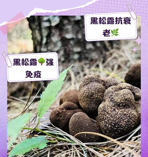 如何科学浇水黑松？（建立浇水规律，促进黑松健康生长）-第3张图片-绿意生活