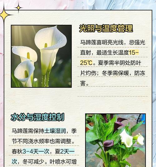 马蹄莲的休眠期及处理方法（唤醒沉睡的美丽——如何正确处理马蹄莲的休眠）-第2张图片-绿意生活