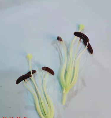 百合花花蕊食用的注意事项（了解百合花花蕊的特点与营养价值，合理食用是关键）-第1张图片-绿意生活