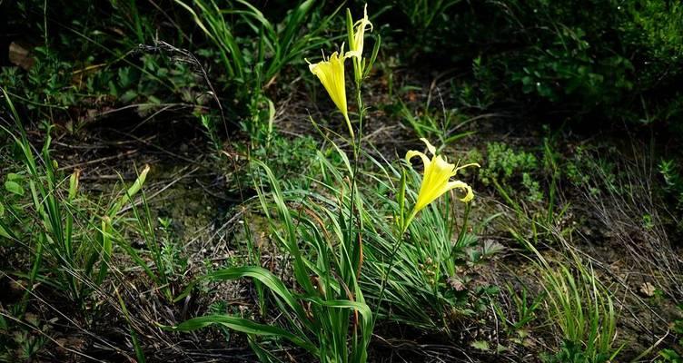 探秘神奇的黄花菜（黄花菜的生长环境、药用功效、食用方法和烹饪技巧）-第2张图片-绿意生活