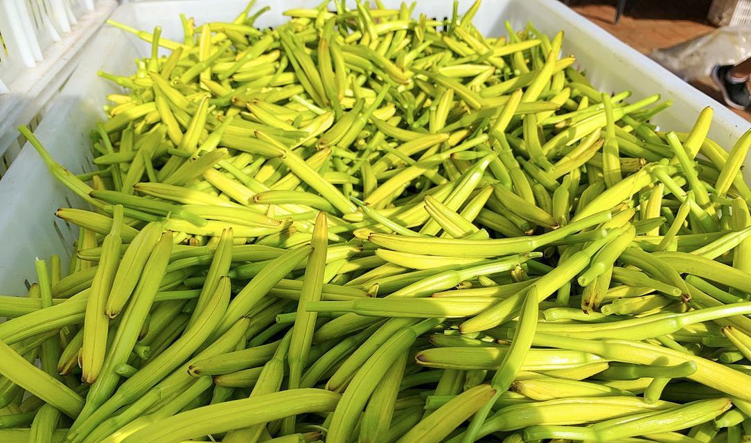 探秘神奇的黄花菜（黄花菜的生长环境、药用功效、食用方法和烹饪技巧）-第1张图片-绿意生活