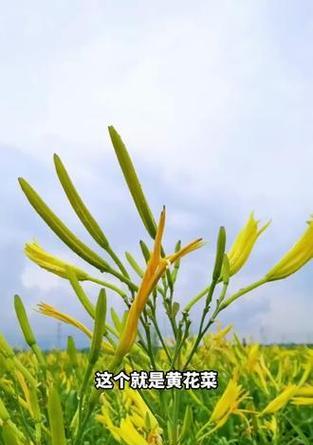 探秘神奇的黄花菜（黄花菜的生长环境、药用功效、食用方法和烹饪技巧）-第3张图片-绿意生活