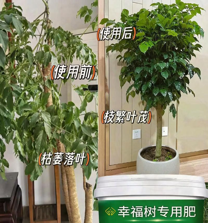 如何补救幸福树水枯萎问题（关注水质、提供充足的水量和日常维护是幸福树健康生长的关键）-第1张图片-绿意生活