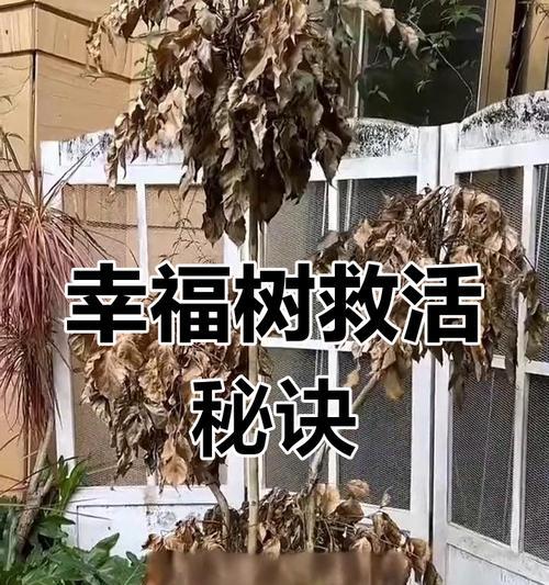 如何补救幸福树水枯萎问题（关注水质、提供充足的水量和日常维护是幸福树健康生长的关键）-第3张图片-绿意生活