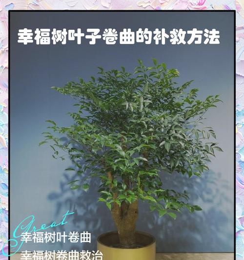 如何补救幸福树水枯萎问题（关注水质、提供充足的水量和日常维护是幸福树健康生长的关键）-第2张图片-绿意生活