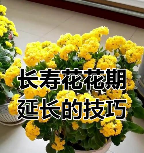 冬天花的室外保养秘籍（让花草在寒冷的冬天中依然娇艳绽放）-第1张图片-绿意生活