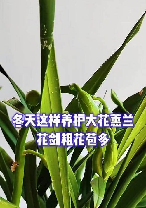 冬天花的室外保养秘籍（让花草在寒冷的冬天中依然娇艳绽放）-第2张图片-绿意生活