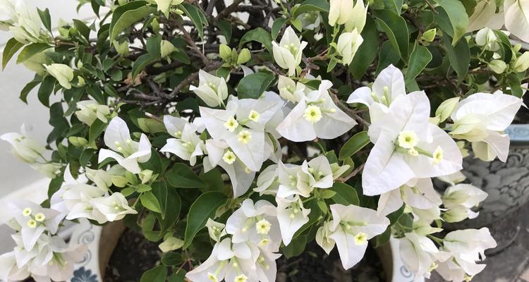 冬天花的室外保养秘籍（让花草在寒冷的冬天中依然娇艳绽放）-第3张图片-绿意生活