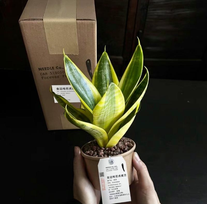 金边虎皮兰家庭养护全指南（室内美化必备，绿色植物新宠！）-第3张图片-绿意生活