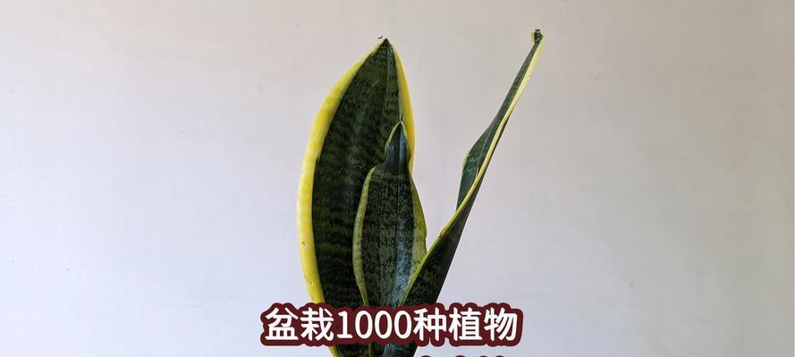 金边虎皮兰家庭养护全指南（室内美化必备，绿色植物新宠！）-第2张图片-绿意生活
