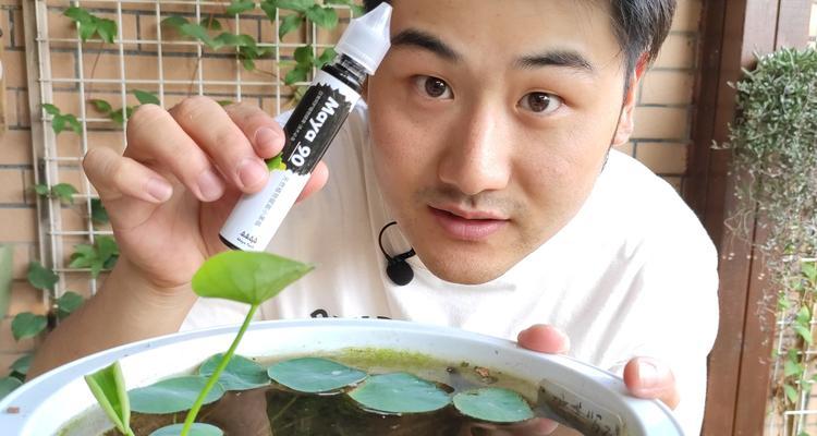如何处理以碗莲绿藻爆盆问题（有效应对以碗莲绿藻爆盆的方法及注意事项）-第2张图片-绿意生活