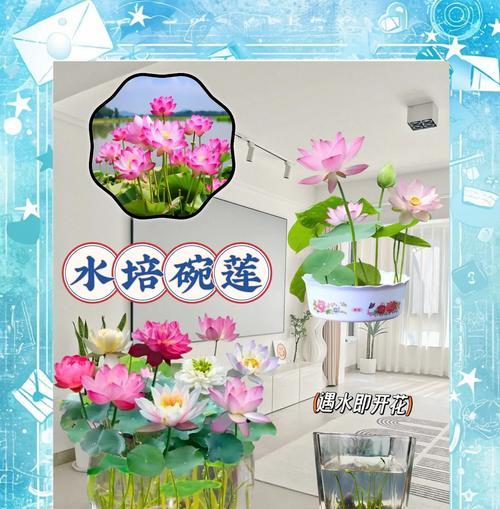 如何处理以碗莲绿藻爆盆问题（有效应对以碗莲绿藻爆盆的方法及注意事项）-第3张图片-绿意生活