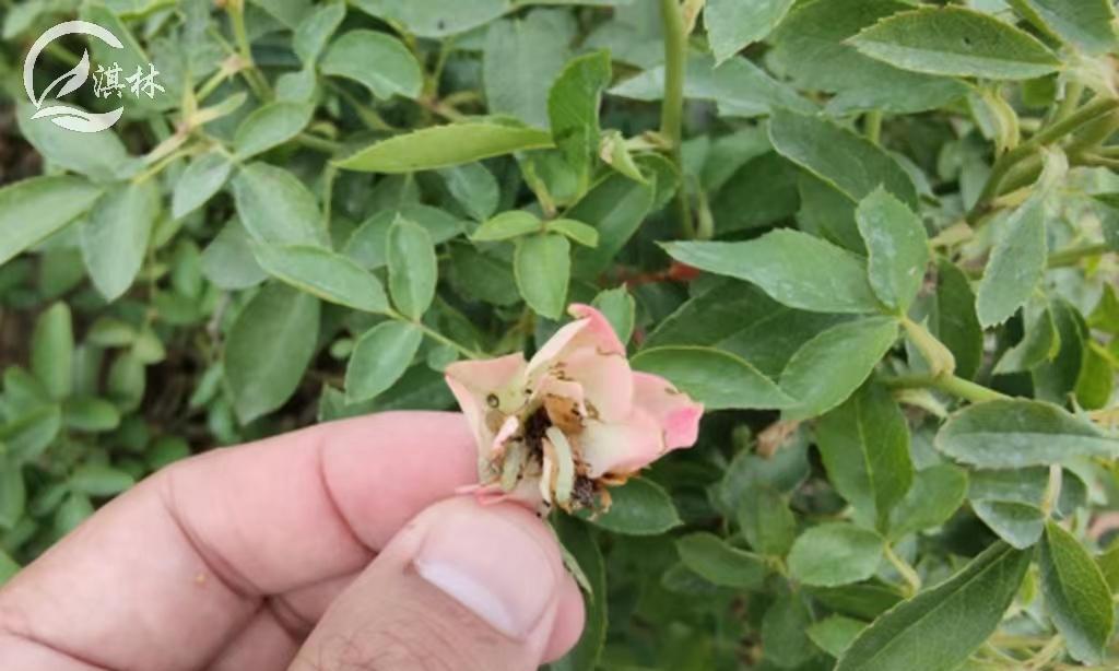 蔷薇花炭疽病的防治措施（掌握炭疽病的症状和传播途径，有效预防是关键）-第3张图片-绿意生活