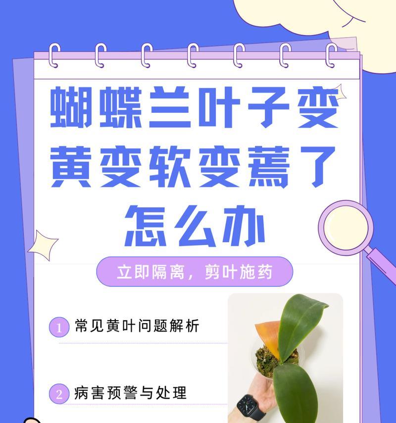 蝴蝶兰花叶发黄的原因及解决方法-第3张图片-绿意生活