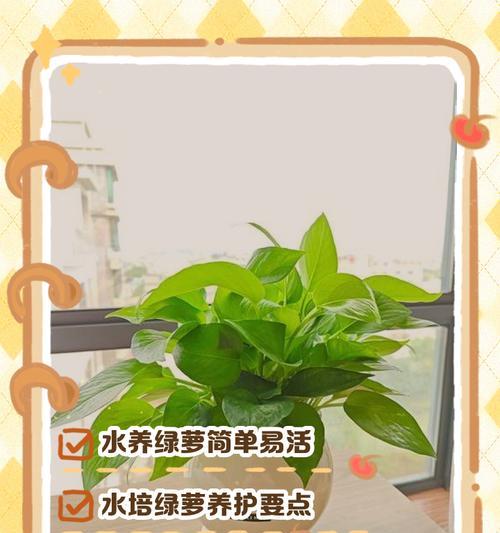 如何使绿萝更旺盛（以水养绿萝的关键技巧）-第1张图片-绿意生活