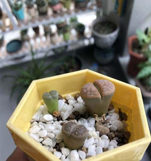 生石花的繁殖方法和注意事项（轻松掌握生石花繁殖技巧，让你的盆栽更加美丽）-第2张图片-绿意生活