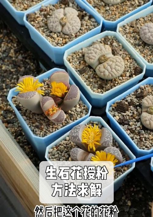 生石花的繁殖方法和注意事项（轻松掌握生石花繁殖技巧，让你的盆栽更加美丽）-第3张图片-绿意生活
