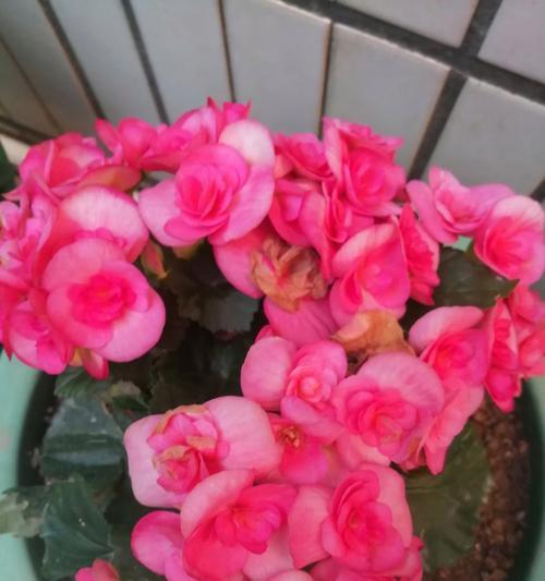 花草的养人之道（探索花草对人类身心的益处）-第1张图片-绿意生活