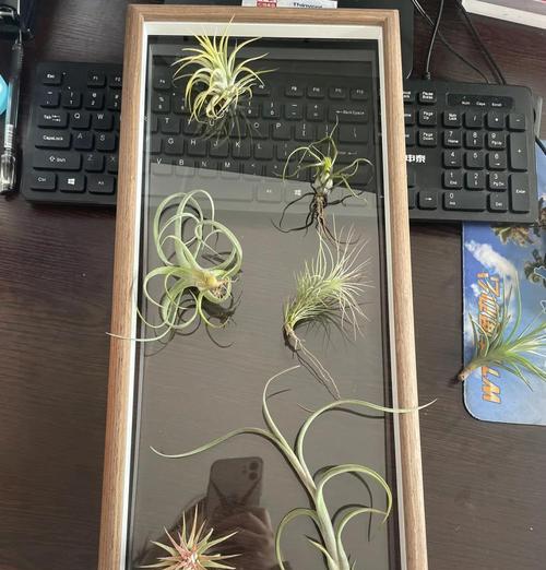 如何处理空气凤梨叶子卷了的问题（有效的方法帮你解决空气凤梨叶子卷了的困扰）-第1张图片-绿意生活