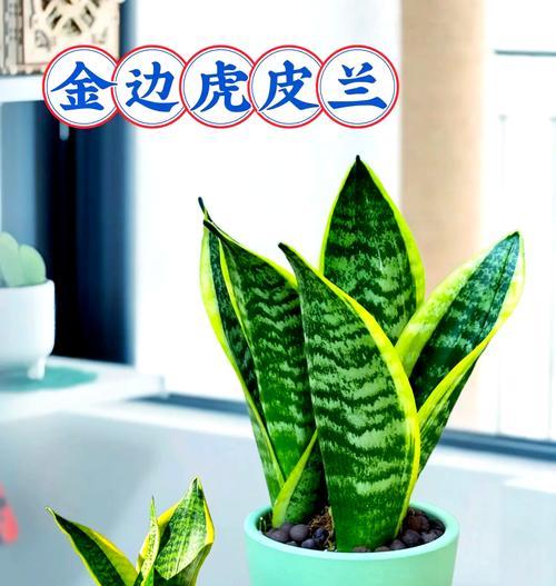 以虎耳兰的繁殖为主题的文章（探索虎耳兰的繁殖方法，打造绿意盎然的家园）-第1张图片-绿意生活