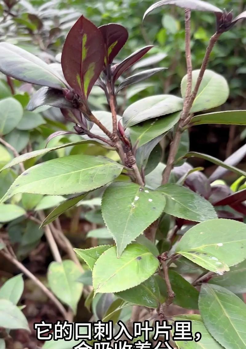 茶花叶片出油现象的原因和解决方法（探究茶花叶片出油的成因，分析对叶片出油问题的有效解决方法）-第1张图片-绿意生活