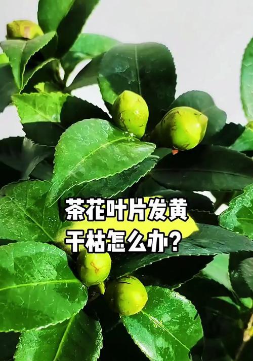 茶花叶片出油现象的原因和解决方法（探究茶花叶片出油的成因，分析对叶片出油问题的有效解决方法）-第2张图片-绿意生活