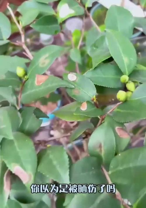 茶花叶片出油现象的原因和解决方法（探究茶花叶片出油的成因，分析对叶片出油问题的有效解决方法）-第3张图片-绿意生活
