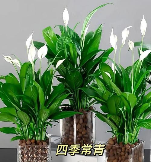 如何以一帆风顺的方式养好自己（探索成功的关键）-第2张图片-绿意生活