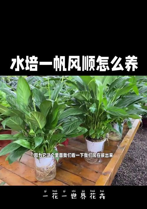 如何以一帆风顺的方式养好自己（探索成功的关键）-第3张图片-绿意生活
