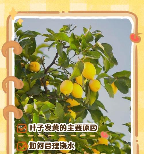 肉树叶子发黄怎么办？（有效的肉树叶子黄化处理方法及注意事项）-第3张图片-绿意生活
