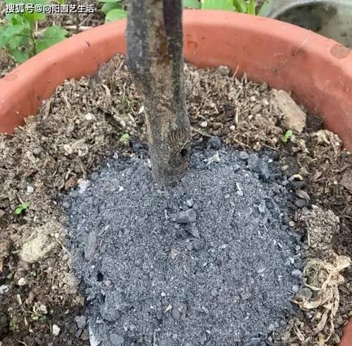 以草木灰为肥料养花，让花草茁壮成长（探究草木灰在花卉养护中的应用效果与注意事项）-第1张图片-绿意生活