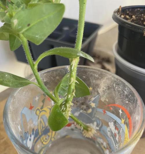 如何提高盆栽土壤肥力（有效改善土壤质量，让盆栽更健康茁壮）-第2张图片-绿意生活