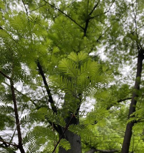 水杉树不是落叶植物（揭开水杉树落叶的神秘面纱）-第3张图片-绿意生活