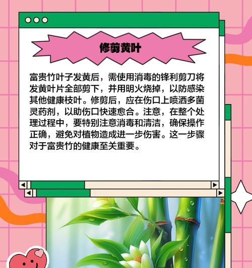 盆栽竹黄了怎么办？（教你如何挽救黄叶盆栽竹）-第3张图片-绿意生活