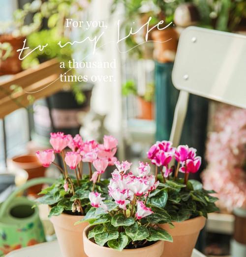 救活憔悴的植物——以仙客来换盆后的护理指南（以仙客来换盆后怎么救活？护理技巧大揭秘！）-第2张图片-绿意生活
