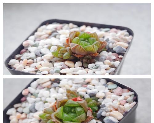如何恢复玉露暴晒瘪了的状态（有效措施帮助玉露恢复饱满）-第2张图片-绿意生活