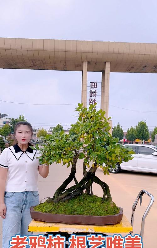 老鸦柿盆栽的种植技巧与注意事项（打造健康繁茂的老鸦柿盆栽，关键是这一步！）-第1张图片-绿意生活