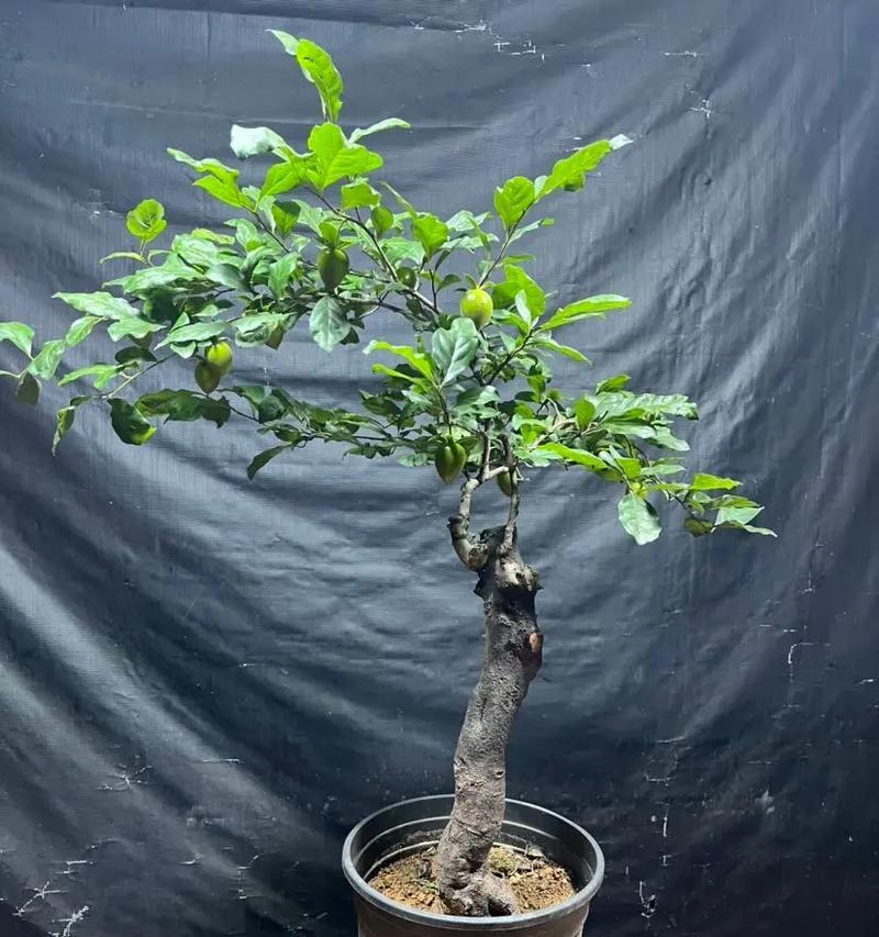 老鸦柿盆栽的种植技巧与注意事项（打造健康繁茂的老鸦柿盆栽，关键是这一步！）-第2张图片-绿意生活