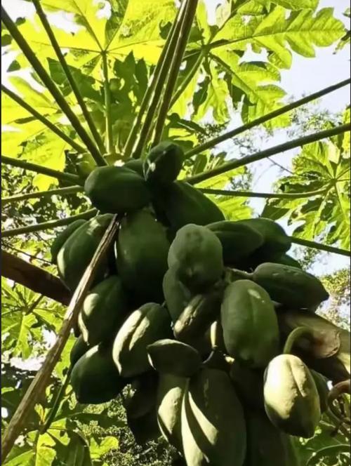 种植木瓜树，须知这些！（掌握木瓜树的生长特点和病虫防治，才能取得好果实！）-第2张图片-绿意生活