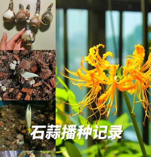 以忽地笑怎么种植——让您的花园充满欢乐（忽地笑种植方法、忽地笑种植技巧、忽地笑种植注意事项）-第3张图片-绿意生活