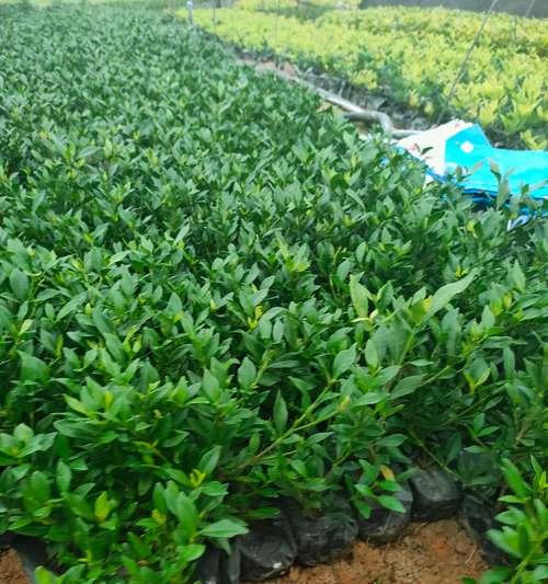 阳台上栀子的种植技巧（打造迷人的阳台花园，享受栀子的芬芳）-第2张图片-绿意生活