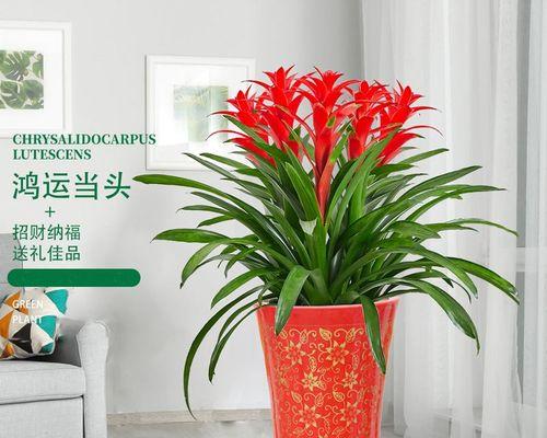 室内养鸿运当头的注意事项（让幸运降临，不伤室内环境）-第1张图片-绿意生活