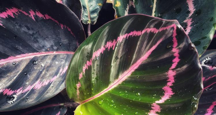 孔雀竹芋为何叶子下垂？（揭开孔雀竹芋叶子下垂的原因和解决办法）-第2张图片-绿意生活